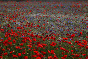 Obraz premium mohnblumen