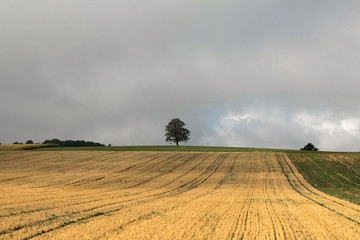 Fototapeta premium Field And Tree