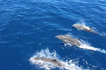 Dolphins