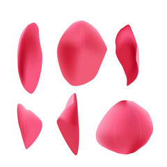 Pink tulip petals isolated on white background. Realistic botanical illustration.