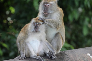 Macaque grooming