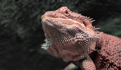 Central bearded dragon close-up.