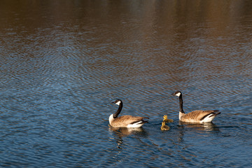 Swimming Geese Family