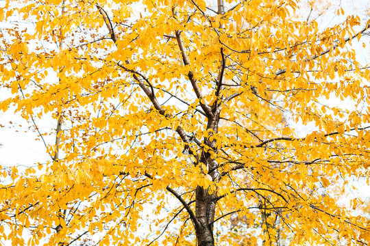Tree with yellow autumn leaves, partial view