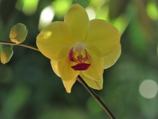 Naklejka premium Flor vermelha e amarela.