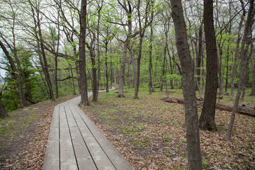 Wooden Walk Path in the Woods