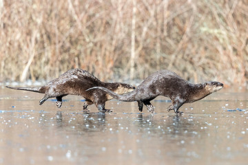 River Otters Running 2