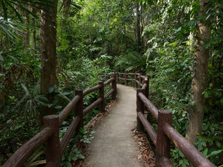Obraz premium wooden bridge in forest