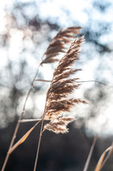 decorative dry plant reeds on a dark background © Roman