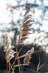 decorative dry plant reeds on a dark background © Roman