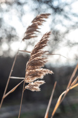 decorative dry plant reeds on a dark background © Roman