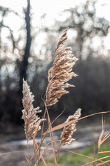 decorative dry plant reeds on a dark background © Roman