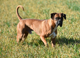 boxer dog