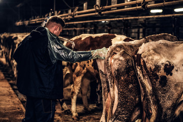 Back view of a veterinarian makes the procedure of artificial insemination of a cow in a farm