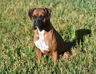 boxer dog