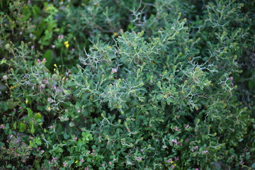 green background texture beauty of nature