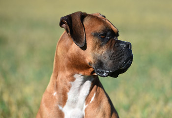 boxer dog
