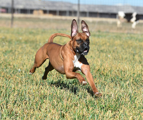 boxer dog