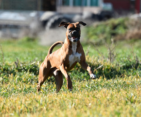 boxer dog