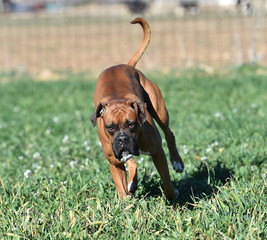 boxer dog