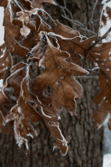 Cluster of oak leaves in winter with frosted edges and a tree trunk in background