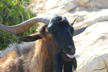 Mountain goat