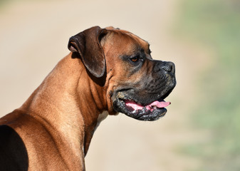 boxer dog