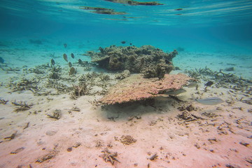 Beautiful view of dead coral reefs. Underwater world.  Snorkeling in Indian Ocean, Maldives.	