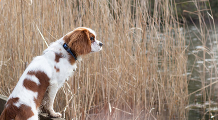 A Cavalier King Charles Spaniel from the side
