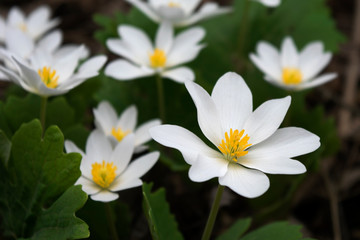 Close-up of several bloodroot flowers in spring forest