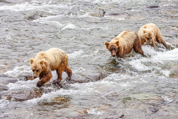 Grizzly bears fishing for salmon at Brooks Falls, Katmai NP, Alaska