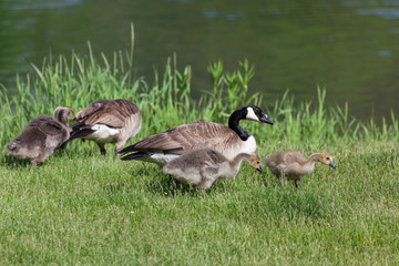 Goose Family foraging by a Pond