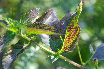 BROTE DE HOJAS NUEVAS