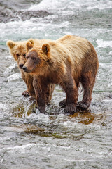 Obraz na płótnie Canvas Grizzly bears fishing for salmon at Brooks Falls, Katmai NP, Alaska