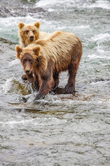 Fototapeta na wymiar Grizzly bears fishing for salmon at Brooks Falls, Katmai NP, Alaska