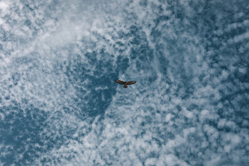 Fototapeta premium Eagle flies in the cloudy sky, wildlife animal