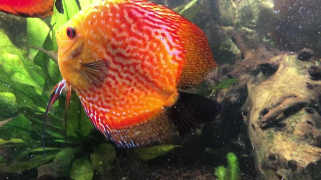 Soziales Verhalten der Diskusfische im Aquarium