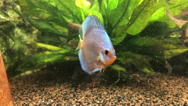 Soziales Verhalten der Diskusfische im Aquarium