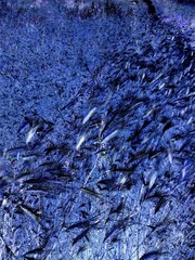 Wheat ears texture. Vegetable canvas Background. Texture of leaves from plants