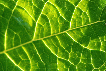 TEXTURA HOJA VEGETAL FRESCA