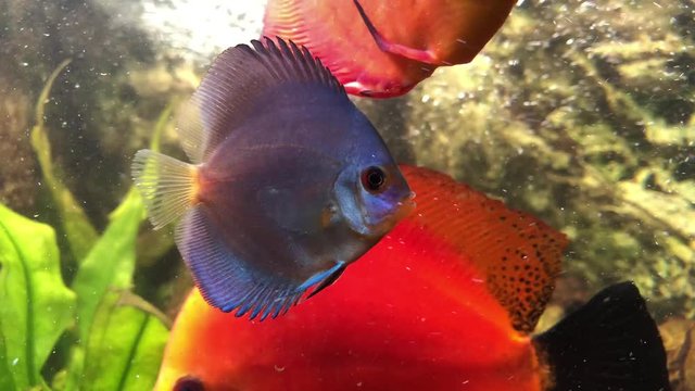 Soziales Verhalten der Diskusfische im Aquarium