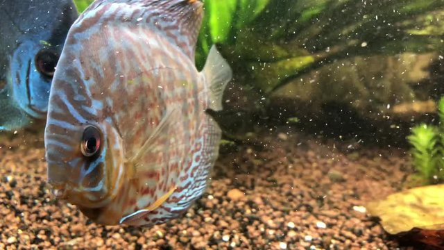 Soziales Verhalten der Diskusfische im Aquarium