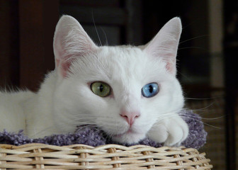 Fototapeta na wymiar odd-eyed cat in basket