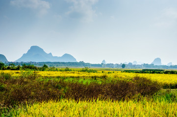 Rice fields and mountain scenery in autumn 