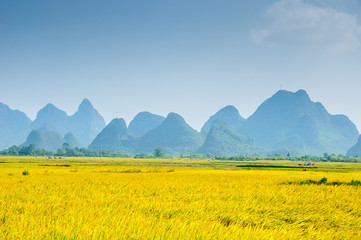 Fototapeta premium Rice fields and mountain scenery in autumn 