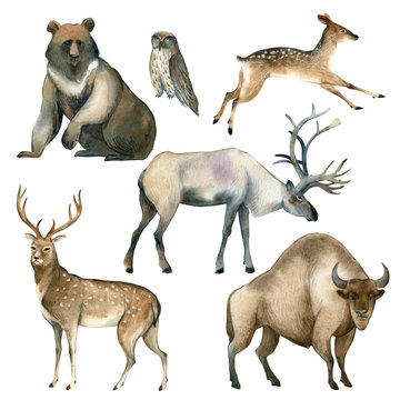 Watercolor realistic forest animal sketch. Brown bear, deer, elk, owl, bison, stag