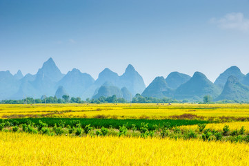 Rice fields and mountain scenery in autumn 