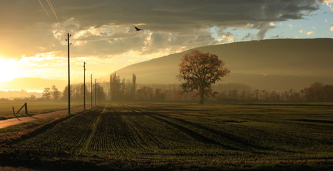 Sunset In The Countryside