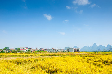 Rice field scenery in autumn 