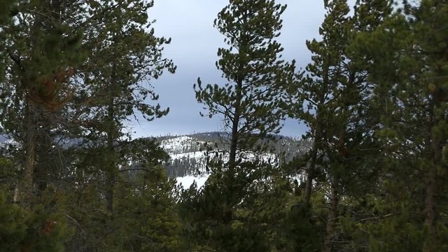 Tall trees sway in front of mountain winter landscape